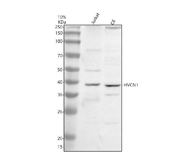 a05922 1 hvcn1 primary antibodies wb testing 1