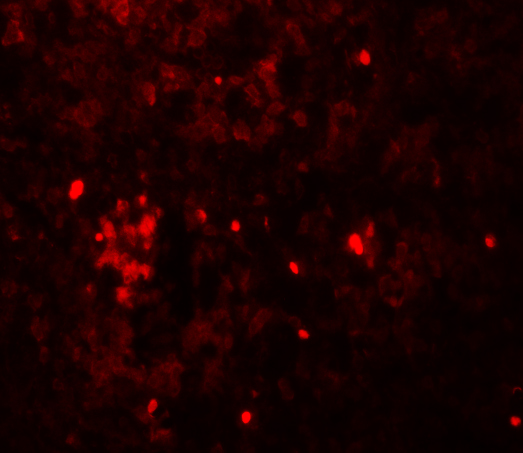 a05922 hvcn1 primary antibodies if testing 3