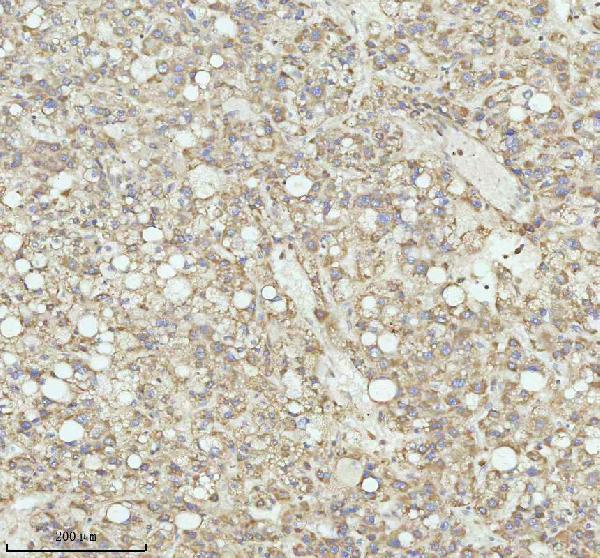  IHC analysis of NRTN using anti-NRTN antibody (A05924-3)