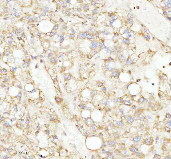  IHC analysis of NRTN using anti-NRTN antibody (A05924-3)