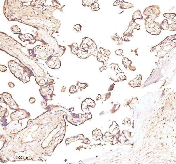 a05924 3 nrtn primary antibodies ihc testing 4