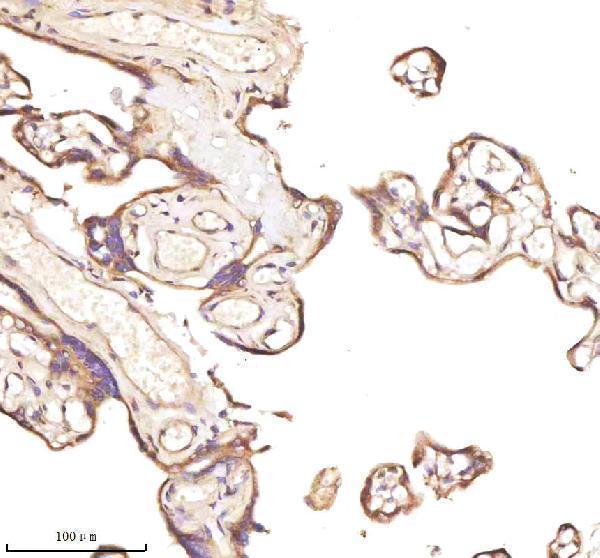 a05924 3 nrtn primary antibodies ihc testing 5