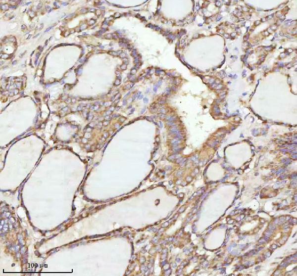 a05924 3 nrtn primary antibodies ihc testing 7