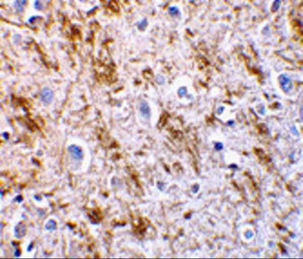 a05924 nrtn primary antibodies if testing 2