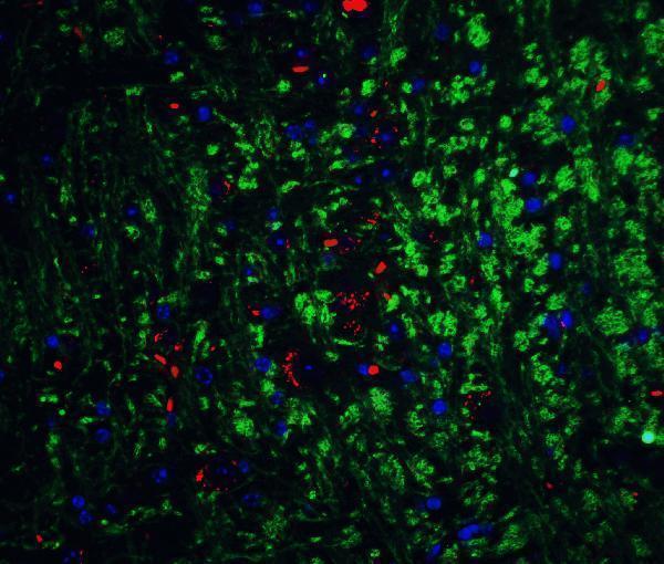a05924 nrtn primary antibodies if testing 6