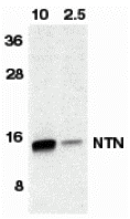a05924 nrtn primary antibodies wb testing 1