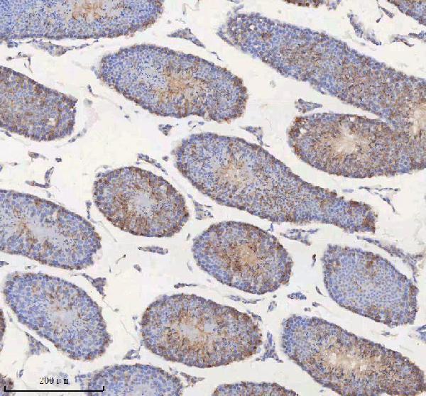 a05926 1 mipep primary antibodies ihc testing 7