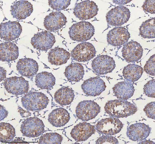 a05926 1 mipep primary antibodies ihc testing 8