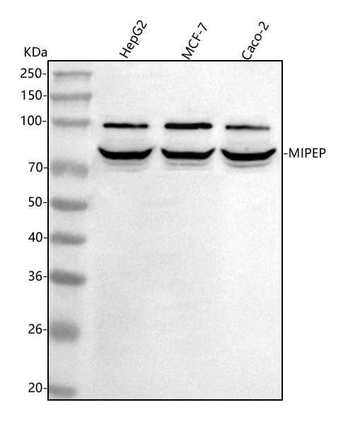 Western blot analysis of MIPEP using anti-MIPEP antibody (A05926-1)