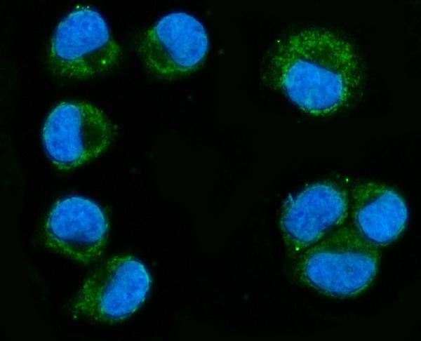 a05928 1 rhot1 primary antibodies if testing 6