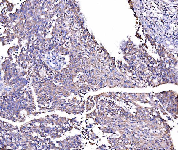 a05928 1 rhot1 primary antibodies ihc testing 4
