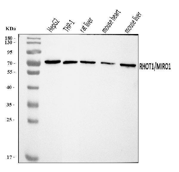  Western blot analysis of MIRO1/RHOT1 using anti-MIRO1/RHOT1 antibody (A05928-1)