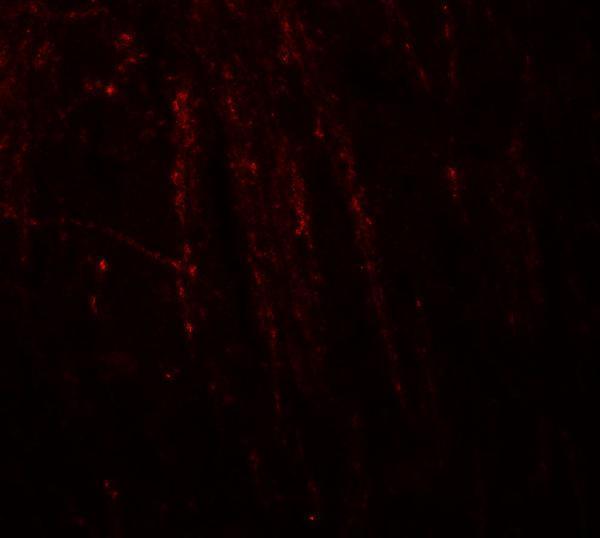 a05928 rhot1 primary antibodies if testing 3
