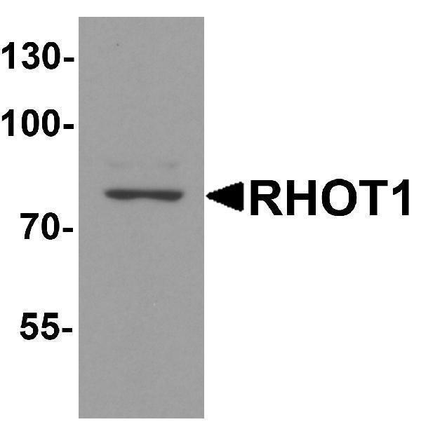 a05928 rhot1 primary antibodies wb testing 1