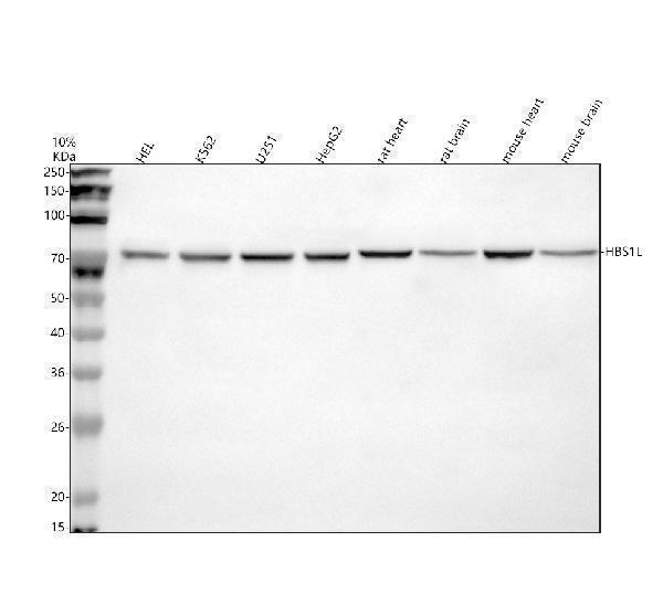  Western blot analysis of HBS1L using anti-HBS1L antibody (A05929-1)