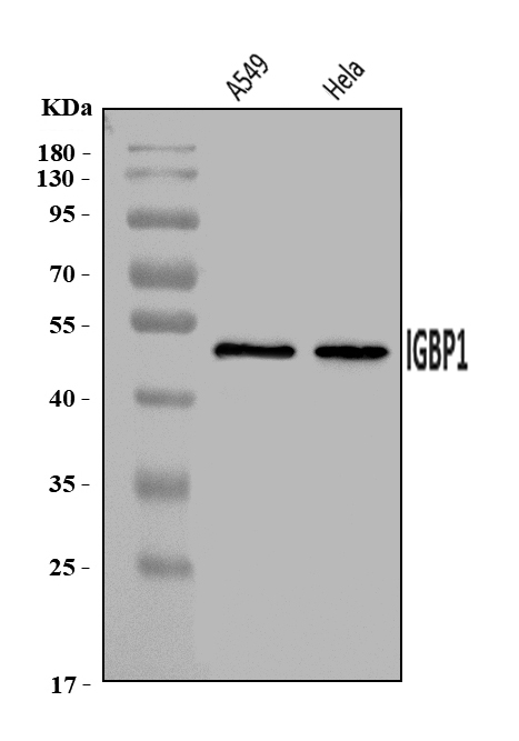  Western blot analysis of IGBP1 using anti-IGBP1 antibody (A05930-2)