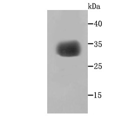 a05934 sgcg primary antiboties wb testing 1