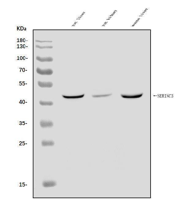 a05936 2 serinc3 primary antibodies wb testing 1