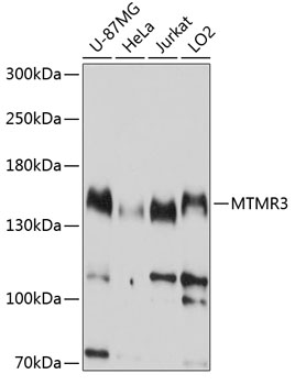 Western blot analysis of extracts of various cell lines, using MTMR3 antibody  at 1:1000 dilution