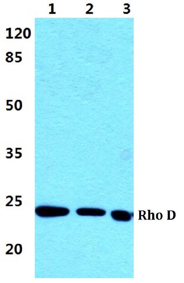 a05942 rhod primary antiboties wb testing 1