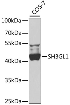 a05946 sh3gl1 primary antiboties wb testing 1