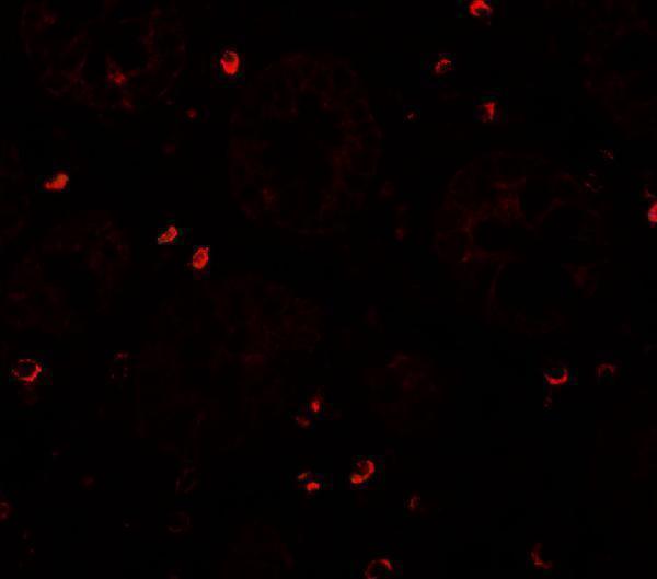 a05947 zfx primary antibodies if testing 3
