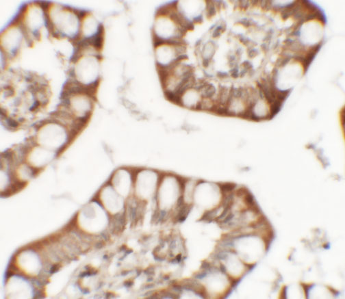a05947 zfx primary antibodies ihc testing 2