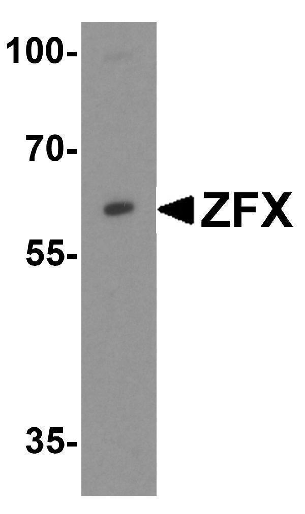 a05947 zfx primary antibodies wb testing 1
