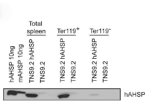 a05948 ahsp primary antibodies wb testing 8