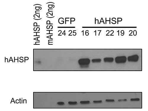 a05948 ahsp primary antibodies wb testing 9