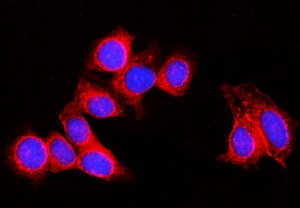 a05949 1 rpl29 primary antibodies if testing 4
