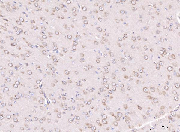 a05949 1 rpl29 primary antibodies ihc testing 3
