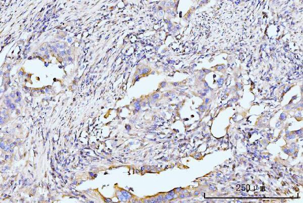 a05949 1 rpl29 primary antibodies ihc testing 6