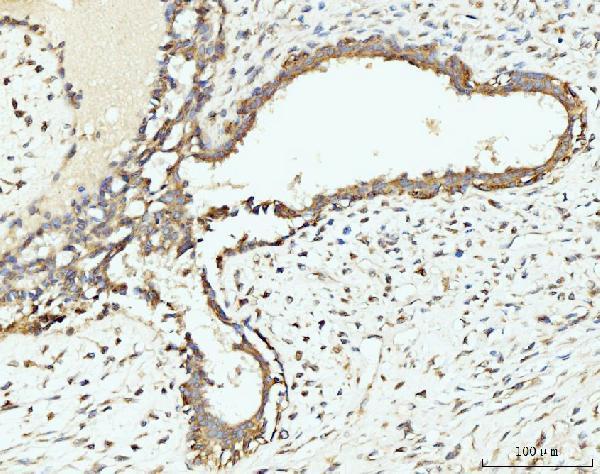 a05949 1 rpl29 primary antibodies ihc testing 7