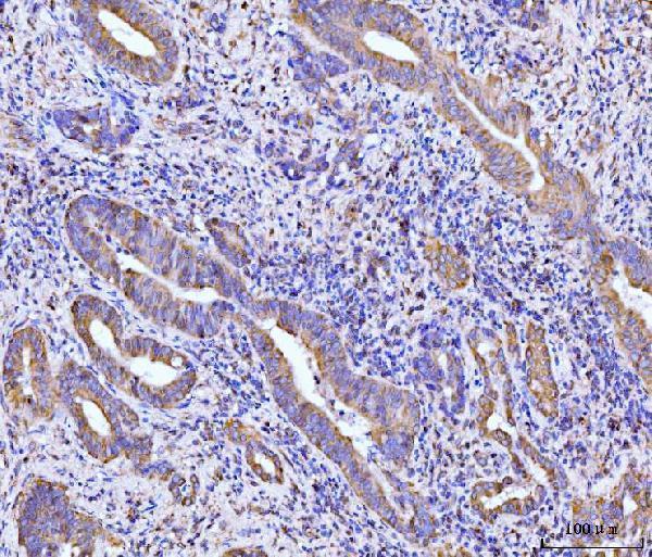 a05949 1 rpl29 primary antibodies ihc testing 8