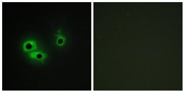 Immunofluorescence analysis of COS7 cells, using AGR3 Antibody