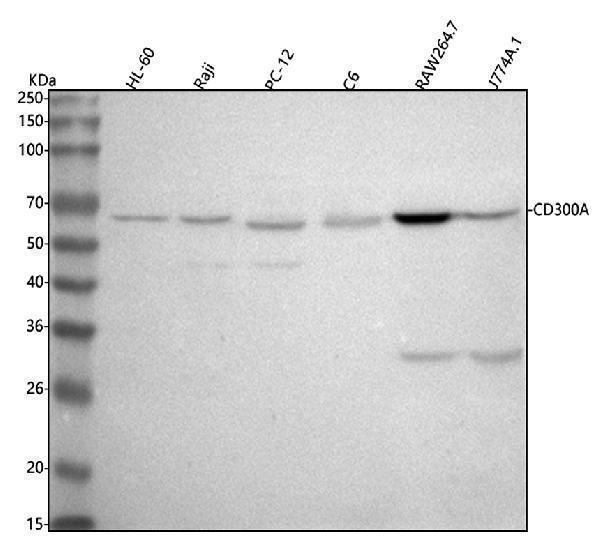  Western blot analysis of CD300A using anti-CD300A antibody (A05953-1)