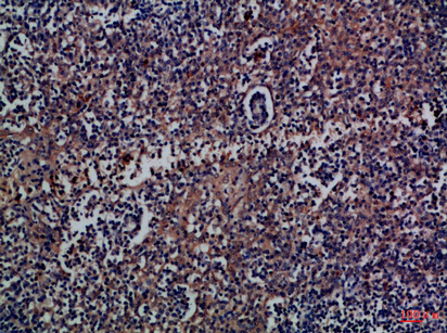 a05953 cd300a primary antibodyes ihc testing 1