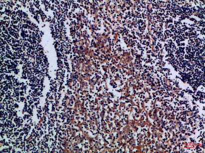 a05953 cd300a primary antibodyes ihc testing 2