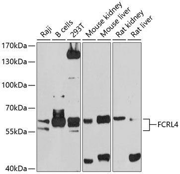 Western blot analysis of extracts of various cell lines, using FCRL4 antibody  at 1:1000 dilution