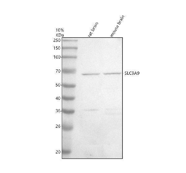Western blot analysis of SLC9A9 using anti-SLC9A9 antibody (A05959-2)