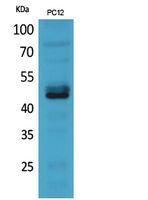 a05962 1 ncr2 primary antibodies wb testing 2
