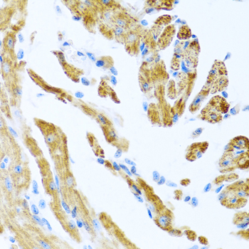 a05963 1 col9a3 primary antiboties ihc testing 1