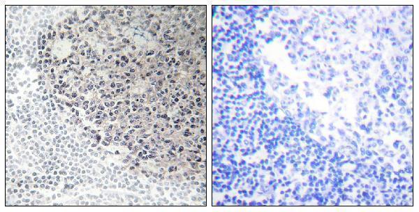 a05963 col9a3 primary antibodies ihc testing 2