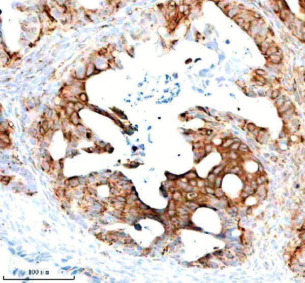 a05964 1 stambp primary antibodies ihc testing 4