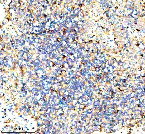 a05964 1 stambp primary antibodies ihc testing 5