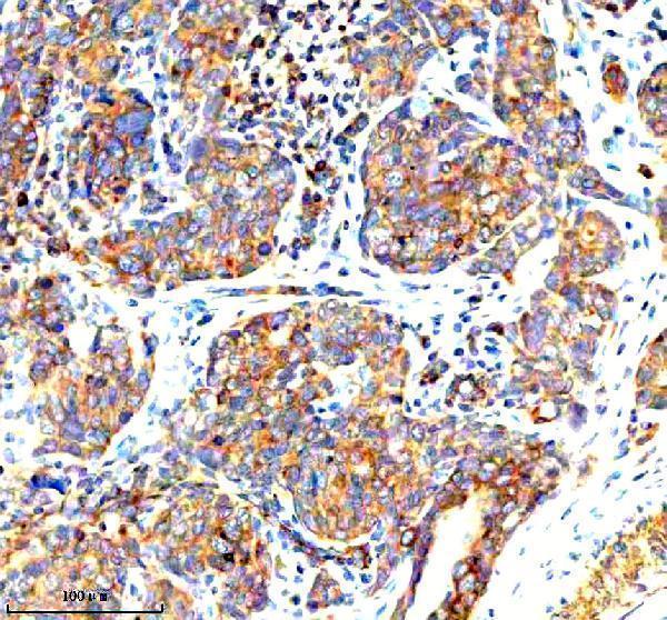 a05964 1 stambp primary antibodies ihc testing 6