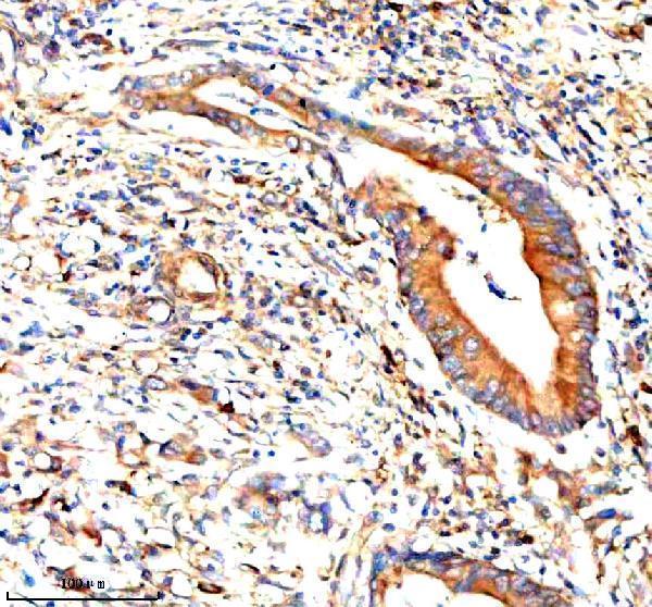 a05964 1 stambp primary antibodies ihc testing 7