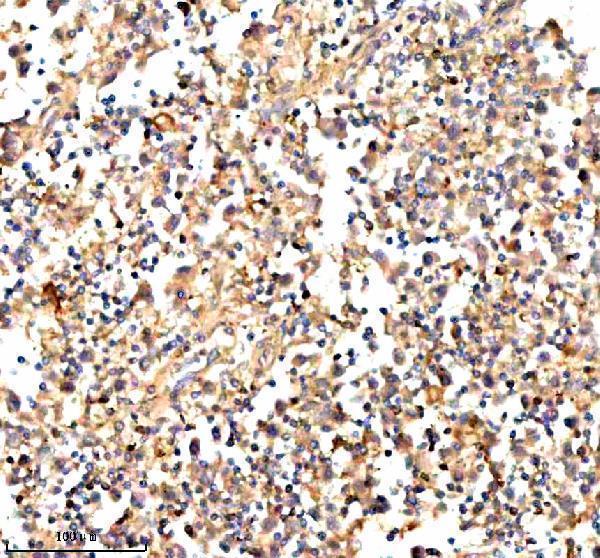 a05964 1 stambp primary antibodies ihc testing 8
