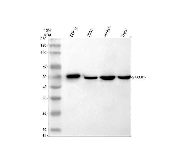  Western blot analysis of STAMBP using anti-STAMBP antibody (A05964-1)